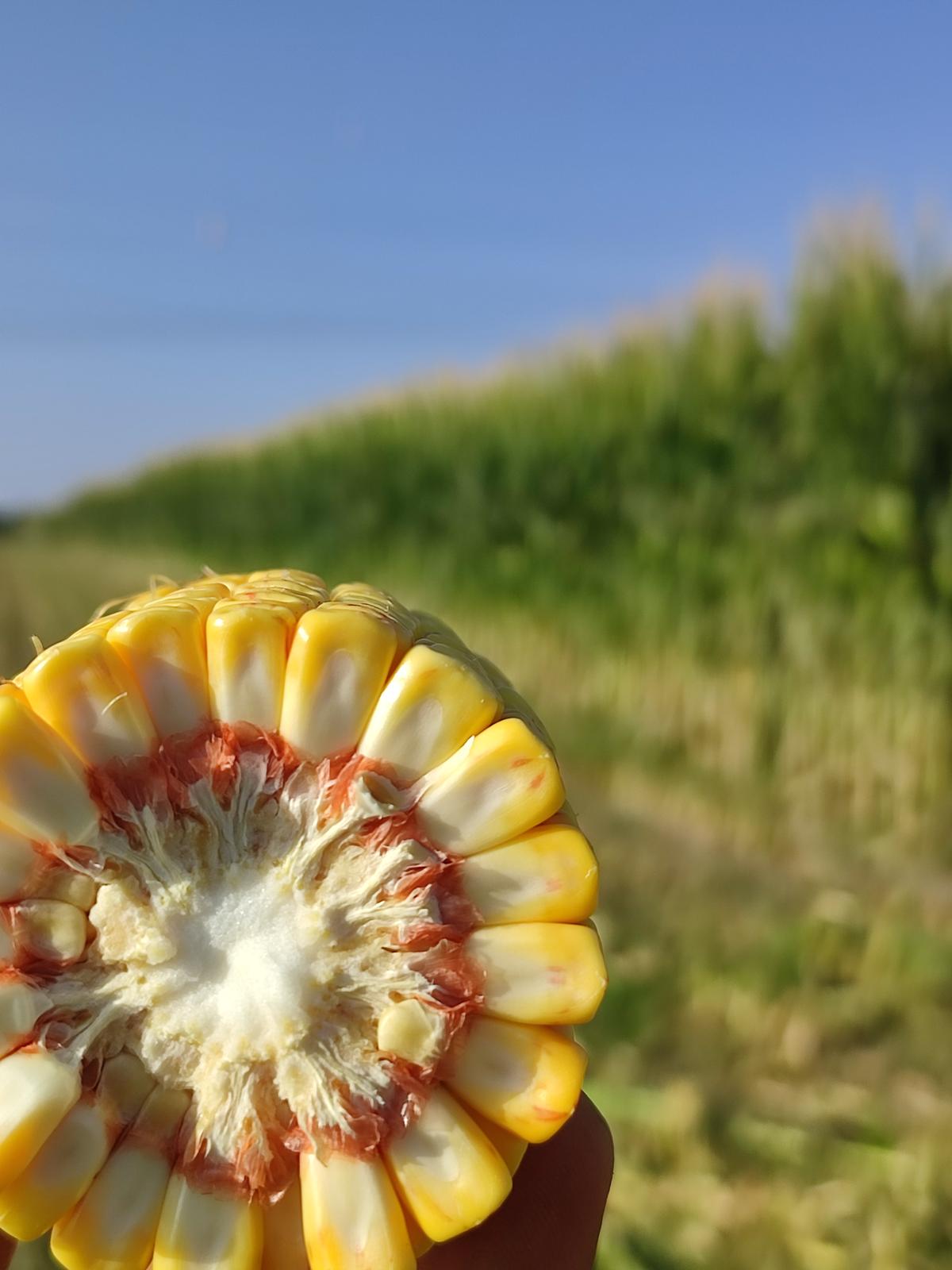 sak-tarim-yonca-fotograflar (10) sak-tarim-yonca-fotograflar (10)