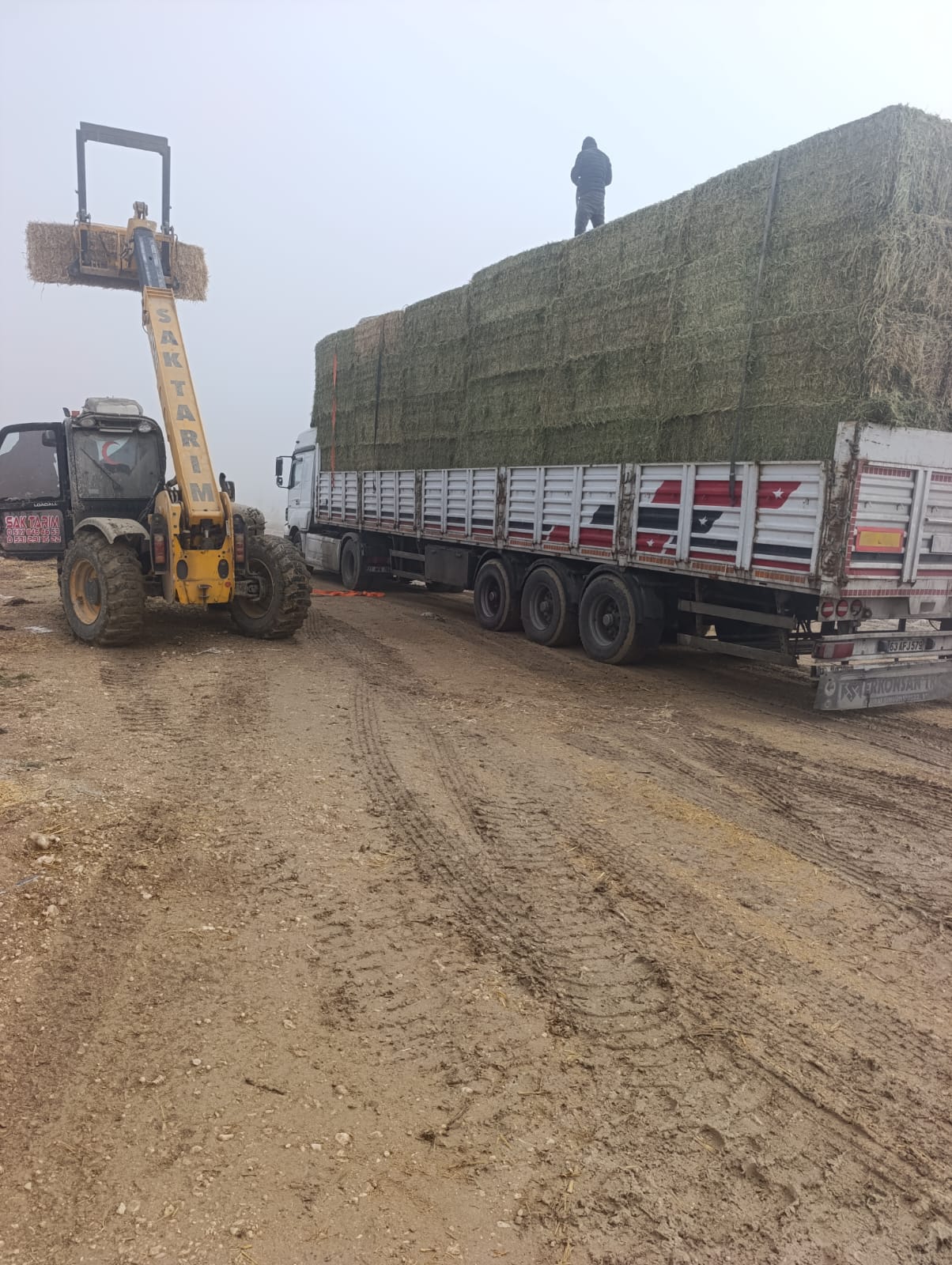 sak-tarim-yonca-fotograflar (11) sak-tarim-yonca-fotograflar (11)