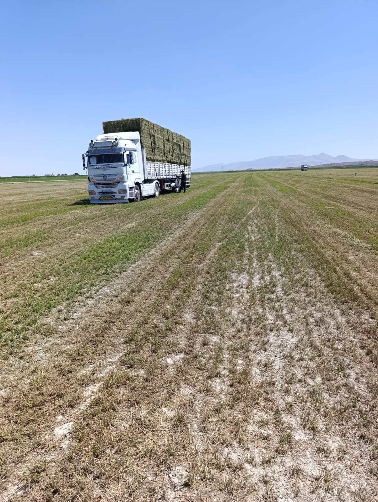 sak-tarim-yonca-fotograflar (16) sak-tarim-yonca-fotograflar (16)