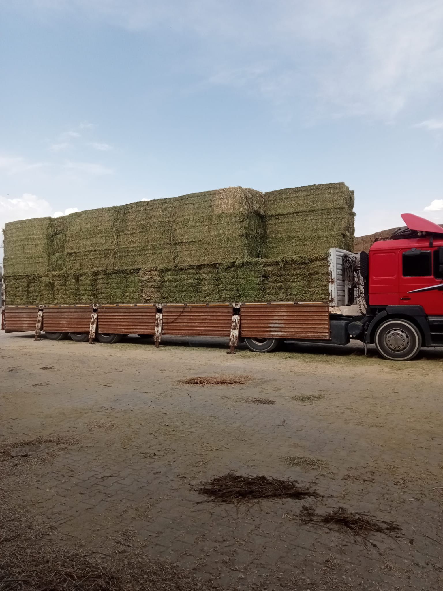 sak-tarim-yonca-fotograflar (2) sak-tarim-yonca-fotograflar (2)