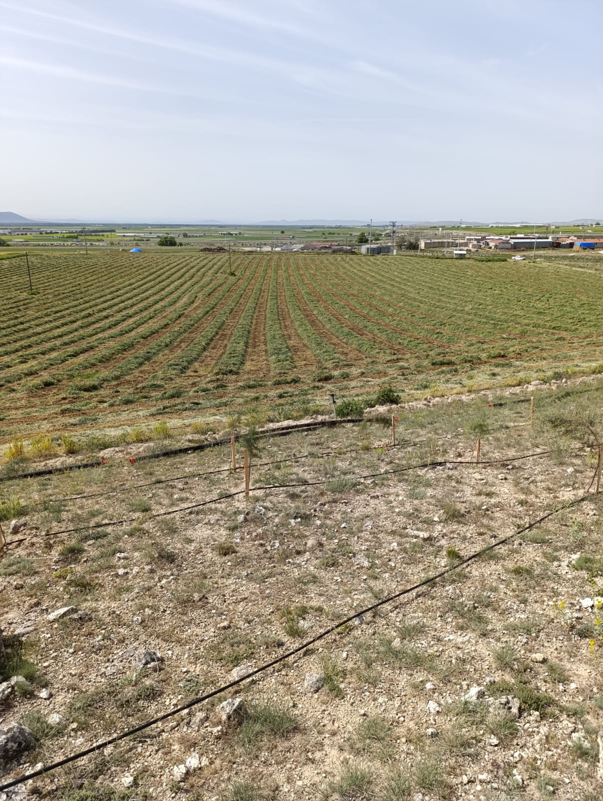 sak-tarim-yonca-fotograflar (24) sak-tarim-yonca-fotograflar (24)