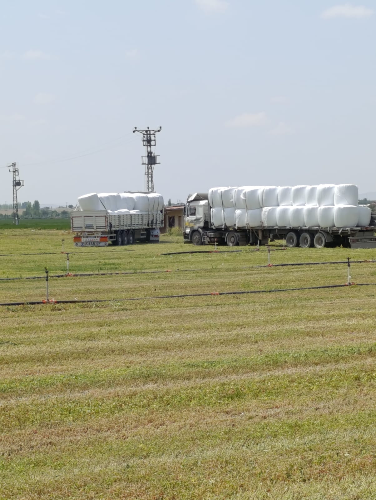 sak-tarim-yonca-fotograflar (25) sak-tarim-yonca-fotograflar (25)