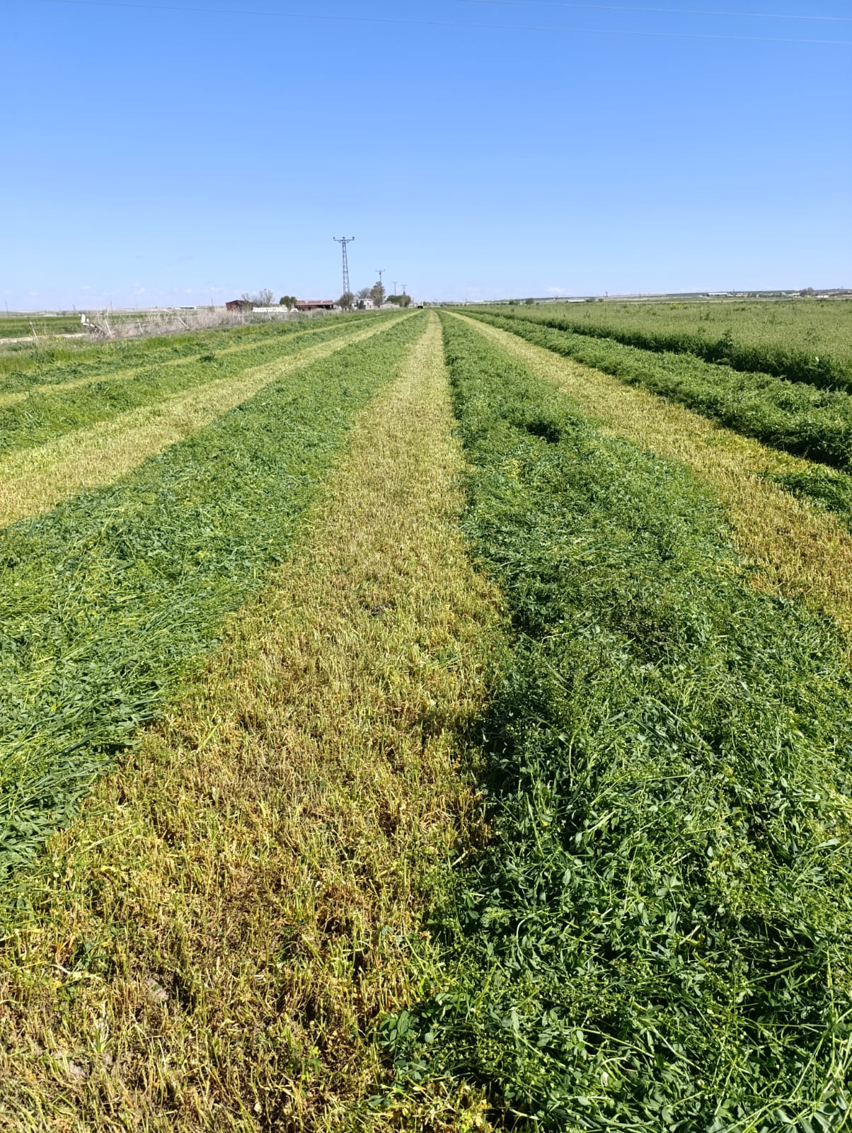 sak-tarim-yonca-fotograflar (28) sak-tarim-yonca-fotograflar (28)