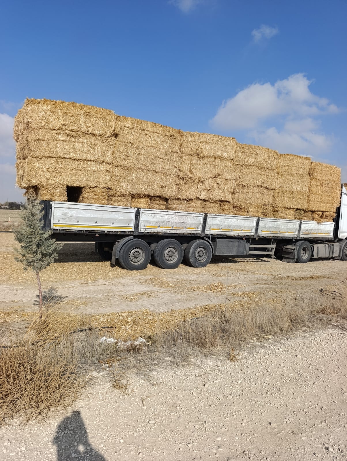 sak-tarim-yonca-fotograflar (32) sak-tarim-yonca-fotograflar (32)