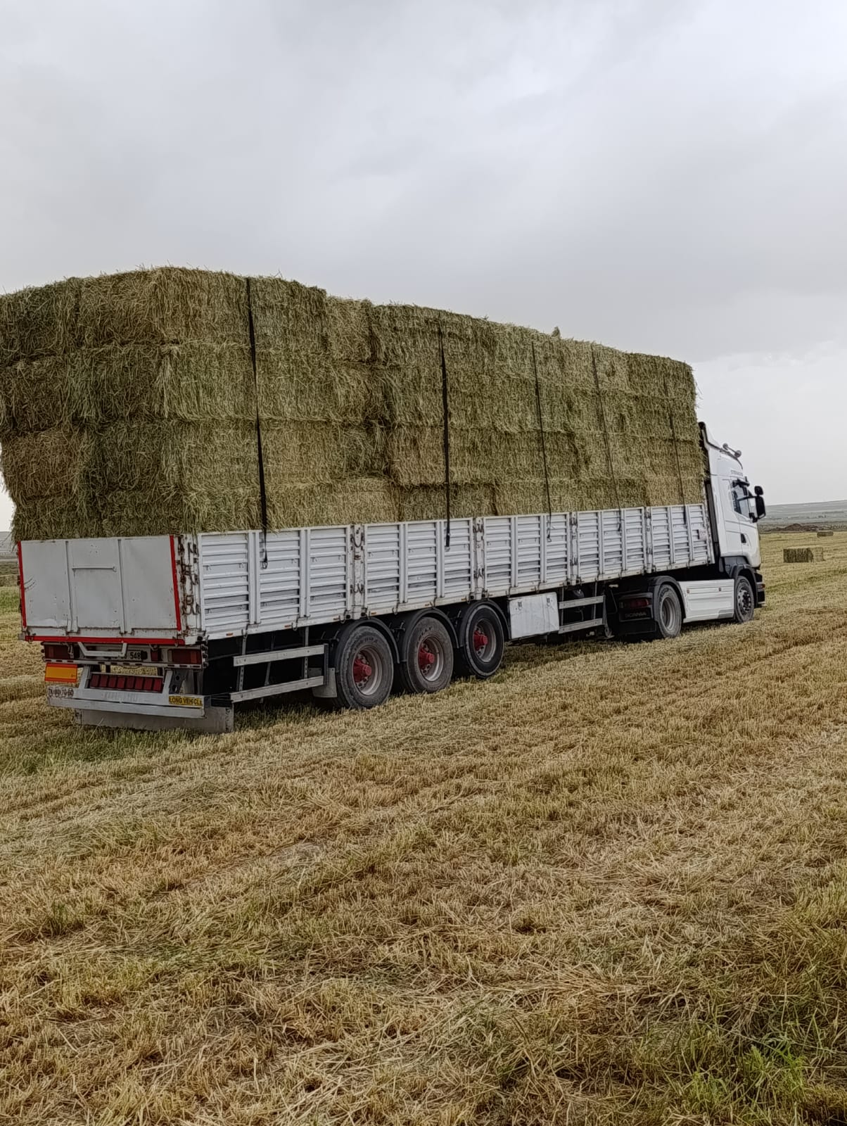 sak-tarim-yonca-fotograflar (40) sak-tarim-yonca-fotograflar (40)